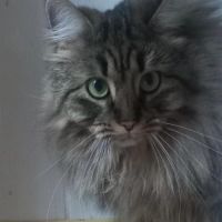 Maya se trouve en famille d'accueil 94 #3