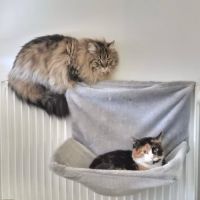 Maya se trouve en famille d'accueil 94 #4