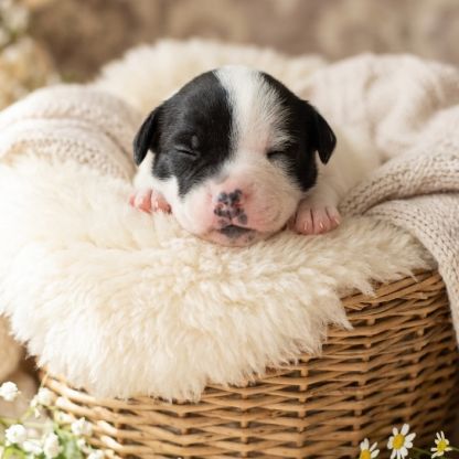 Chiots staffie (staffordshire bull terrier) #2