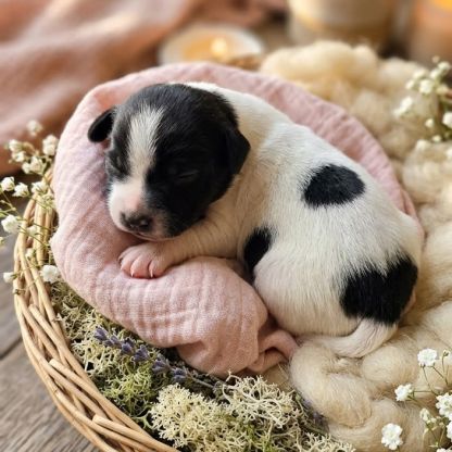 Chiots staffie (staffordshire bull terrier) #3