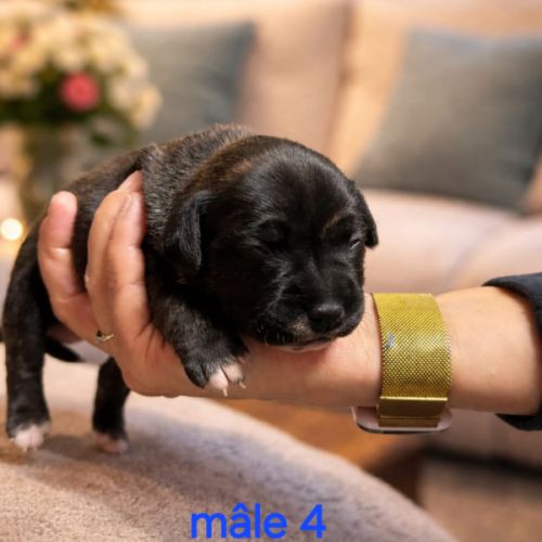 Chiots staffie (staffordshire bull terrier) #6