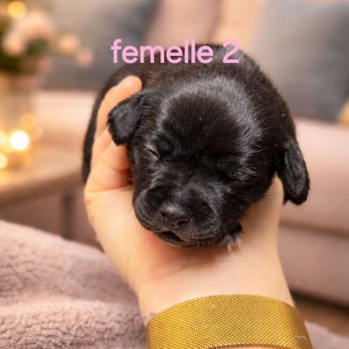 Chiots staffie (staffordshire bull terrier) #7