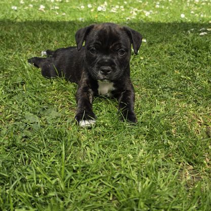 Chiots staffie (staffordshire bull terrier)