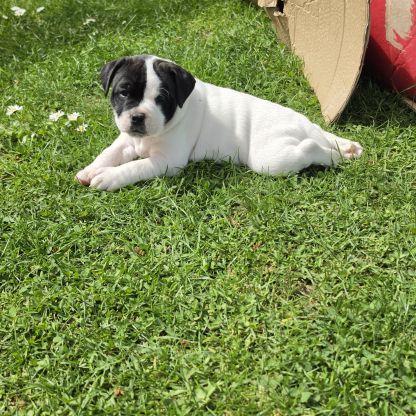 Chiots staffie (staffordshire bull terrier) #3
