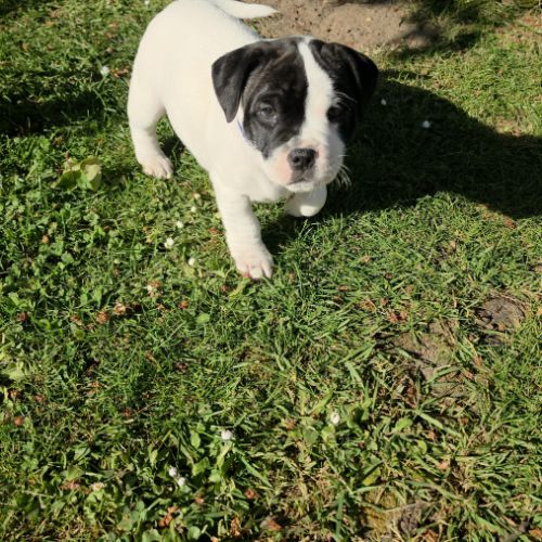 Chiots staffie (staffordshire bull terrier) #4