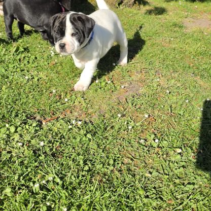 Chiots staffie (staffordshire bull terrier) #5