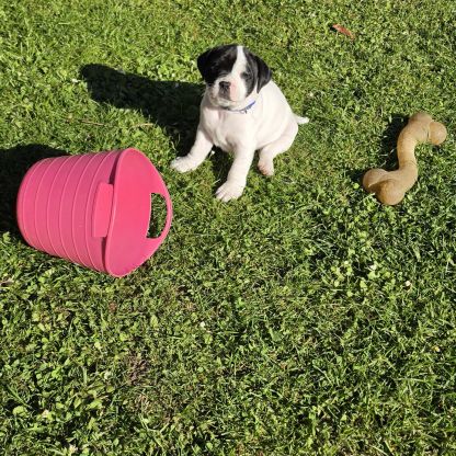 Chiots staffie (staffordshire bull terrier) #7