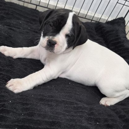 Chiots staffie (staffordshire bull terrier)