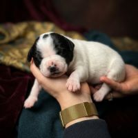 Chiots staffie (staffordshire bull terrier) #0