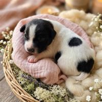 Chiots staffie (staffordshire bull terrier) #3