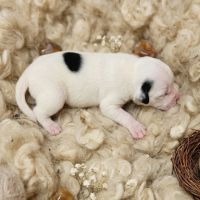 Chiots staffie (staffordshire bull terrier) #4