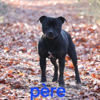 Chiots staffie (staffordshire bull terrier) #5