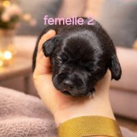 Chiots staffie (staffordshire bull terrier) #7