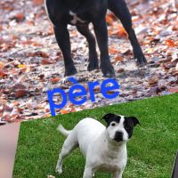 Chiots staffie (staffordshire bull terrier) #1