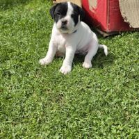 Chiots staffie (staffordshire bull terrier) #2