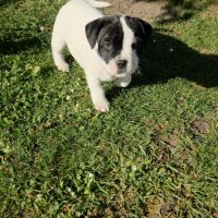 Chiots staffie (staffordshire bull terrier) #4