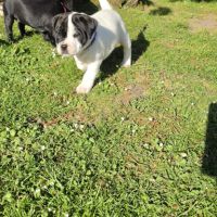 Chiots staffie (staffordshire bull terrier) #5