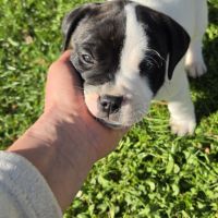 Chiots staffie (staffordshire bull terrier) #6