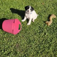 Chiots staffie (staffordshire bull terrier) #7