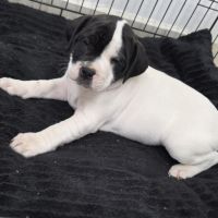Chiots staffie (staffordshire bull terrier)