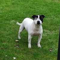 Chiots staffie (staffordshire bull terrier) #8