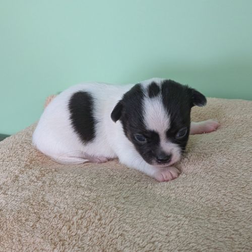 Chiots chihuahua poils courts à réserver #0