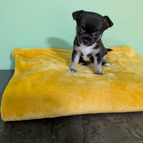 Chiots chihuahua poils courts à réserver