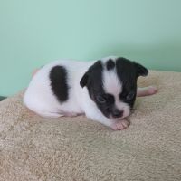 Chiots chihuahua poils courts à réserver