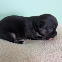 Chiots chihuahua poils courts à réserver #2