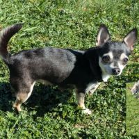 Chiots chihuahua poils courts à réserver #3