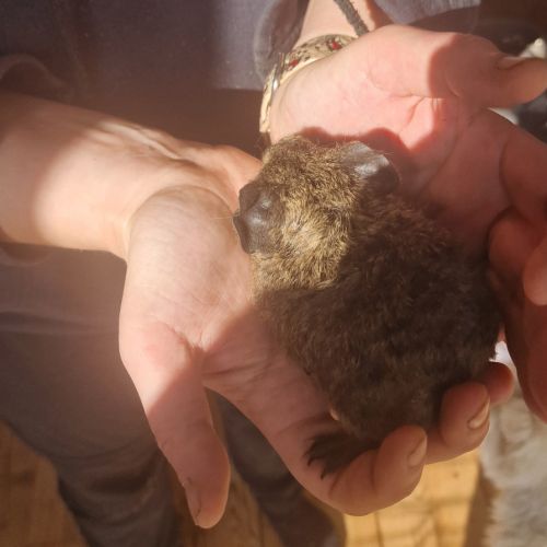 Cochon inde mâle rex agouti doré #1