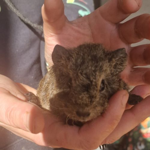 Cochon inde mâle rex agouti doré #0