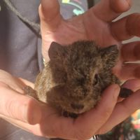 Cochon inde mâle rex agouti doré