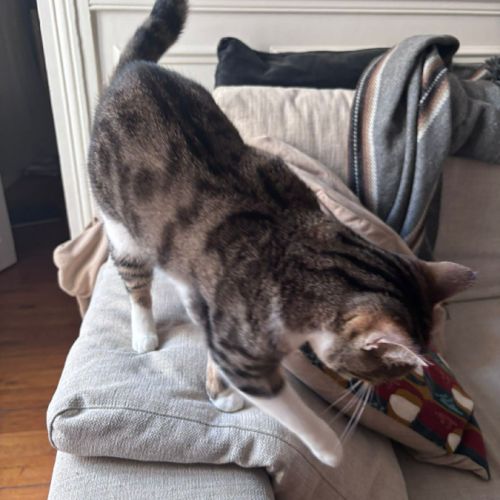 Mia, une jeune chatte de 11 mois au caractère en o #1