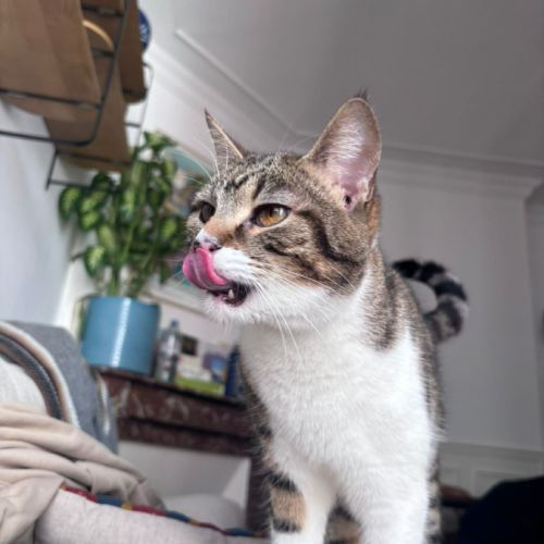 Mia, une jeune chatte de 11 mois au caractère en o #3