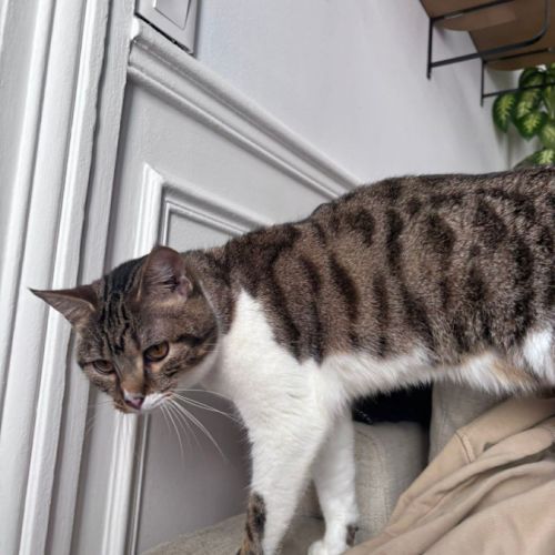 Mia, une jeune chatte de 11 mois au caractère en o #4