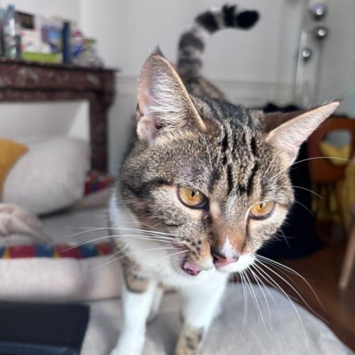 Mia, une jeune chatte de 11 mois au caractère en o #6