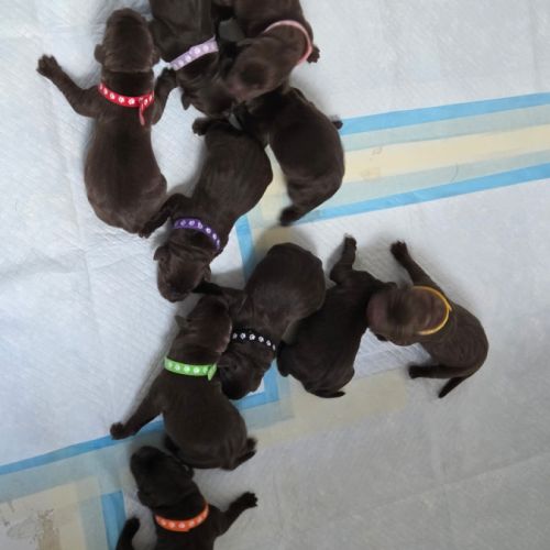 Chiots labrador a reserver