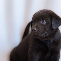 Chiots labrador a reserver
