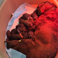 Chiots labrador a reserver #1