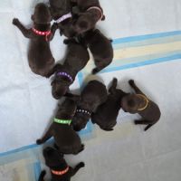 Chiots labrador a reserver