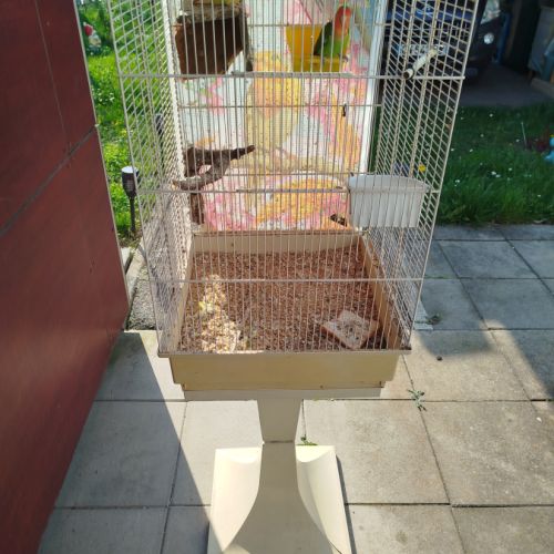 Couple inséparable de fisher #1