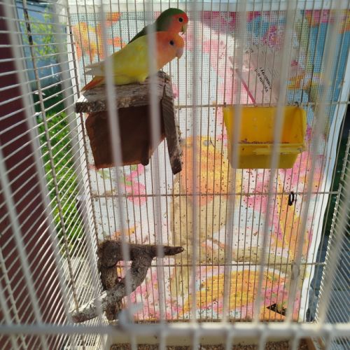 Couple inséparable de fisher #3