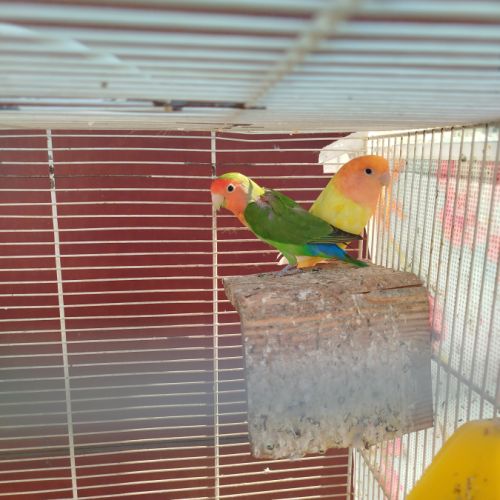 Couple inséparable de fisher