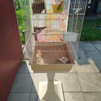 Couple inséparable de fisher #1