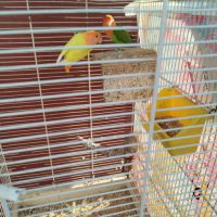 Couple inséparable de fisher #2