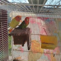 Couple inséparable de fisher #5