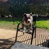 Chien alto à l adoption #2