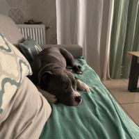 Chien alto à l adoption #0