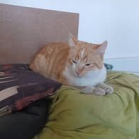 Chat amiral à l adoption #2